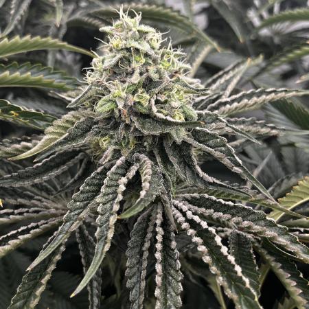 Dark Nectar , King Cartier