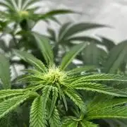 Dark Nectar , King Cartier