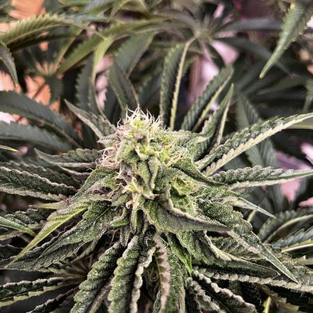 Dark Nectar , King Cartier