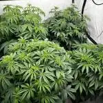 Dark Nectar , King Cartier