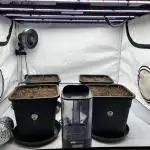 Dark Nectar , Cartier King