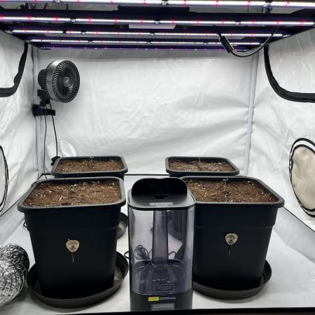 Dark Nectar , Cartier King