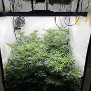 Dark Nectar , King Cartier