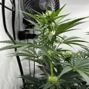 Dark Nectar , King Cartier