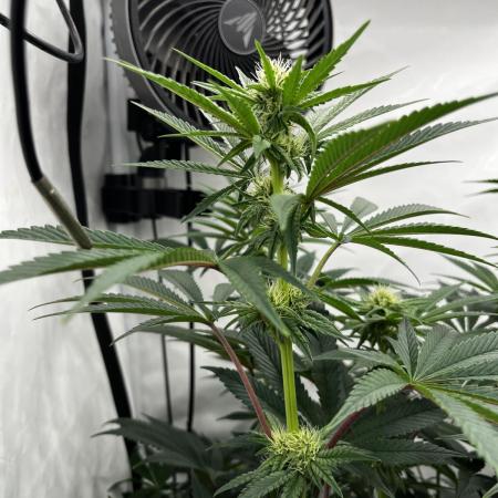 Dark Nectar , King Cartier