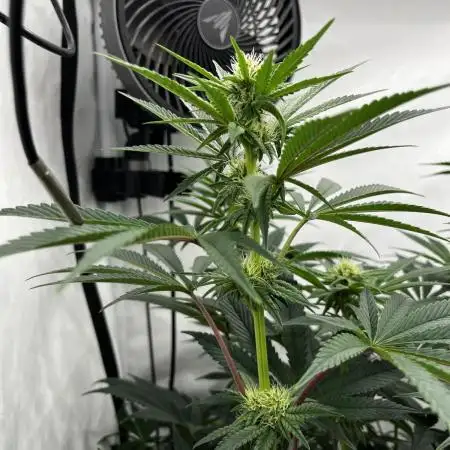 Dark Nectar , King Cartier