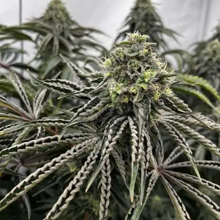 Dark Nectar , King Cartier