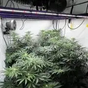 Dark Nectar , King Cartier