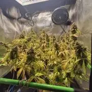 Autopot w/ Airdome-2 Radical Juice Autos