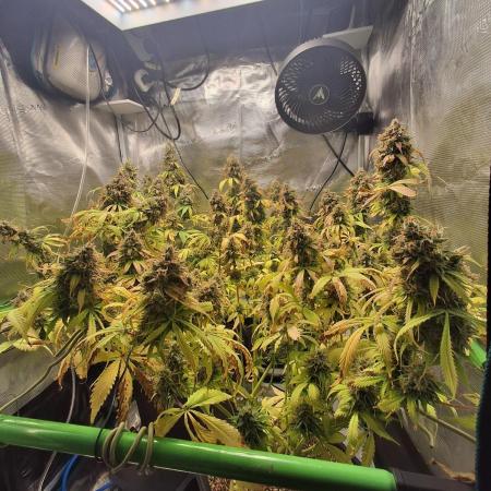 Autopot w/ Airdome-2 Radical Juice Autos