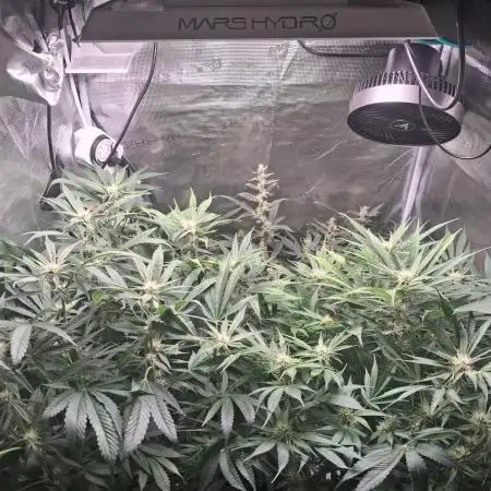 Cherry Cola Auto Rf3/Banana Puple Punch