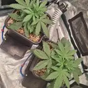 Autopot w/ Airdome-2 Radical Juice Autos