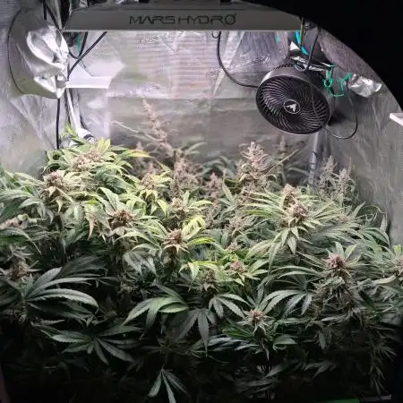 Cherry Cola Auto Rf3/Banana Puple Punch