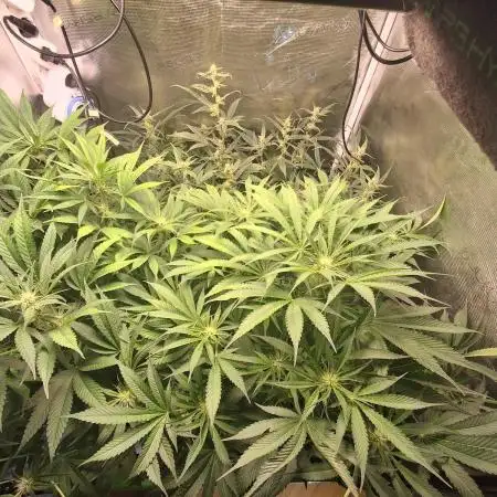 Cherry Cola Auto Rf3/Banana Puple Punch