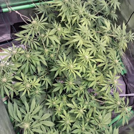 Autopot w/ Airdome-2 Radical Juice Autos