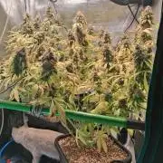 Autopot w/ Airdome-2 Radical Juice Autos