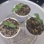 Autopot w/ Airdome-2 Radical Juice Auto