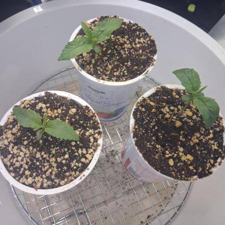 Autopot w/ Airdome-2 Radical Juice Auto