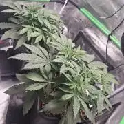 Autopot w/ Airdome-2 Radical Juice Autos