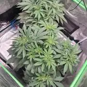 Autopot w/ Airdome-2 Radical Juice Autos