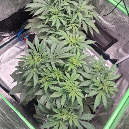 Autopot w/ Airdome-2 Radical Juice Autos