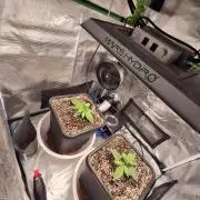 Autopot w/ Airdome-2 Radical Juice Auto