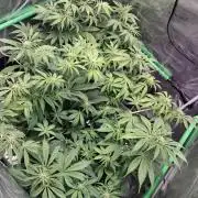 Autopot w/ Airdome-2 Radical Juice Autos