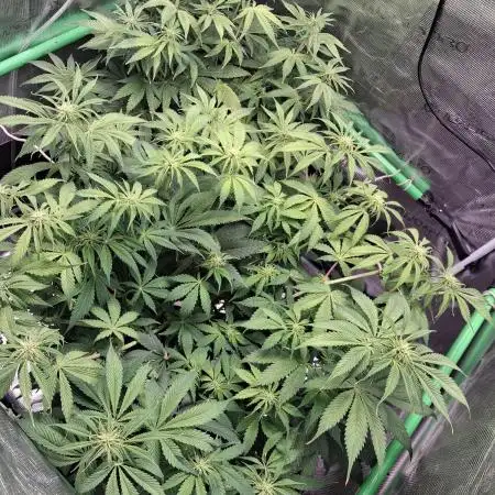 Autopot w/ Airdome-2 Radical Juice Autos