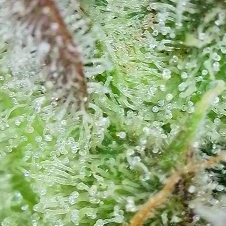 Cherry Cola Auto Rf3/Banana Puple Punch