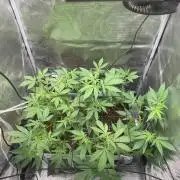 TheCloneWars: 6 clones fighting for THC