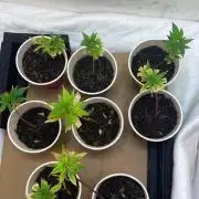 TheCloneWars: 6 clones fighting for THC