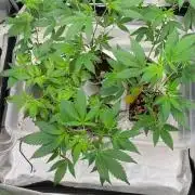 TheCloneWars: 6 clones fighting for THC