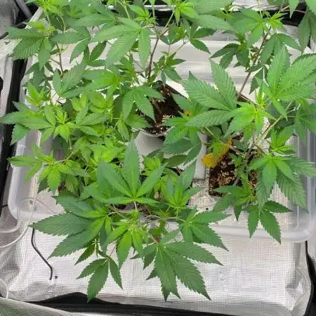 TheCloneWars: 6 clones fighting for THC