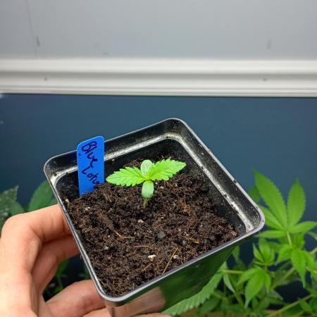 Diary #1 BLUE LOTUS s1