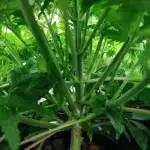 Bruce Banger Pre-grow Prep
