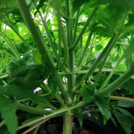 Bruce Banger Pre-grow Prep