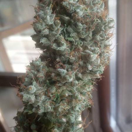 3 strains