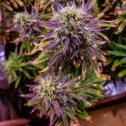 Orion F1 x Royal Critical