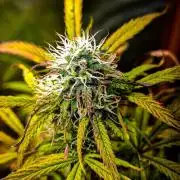 RQS Watermelon Auto