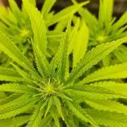Shining Silver Haze aka SSH