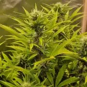 Shining Silver Haze aka SSH