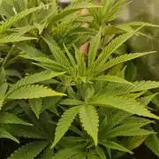 Shining Silver Haze aka SSH
