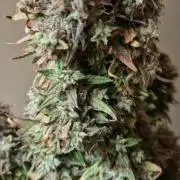 Orion F1 x Royal Critical