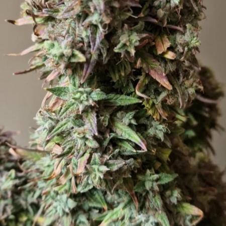Orion F1 x Royal Critical