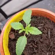 Shining Silver Haze aka SSH