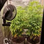RQS White Widow
