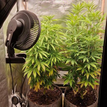 RQS White Widow