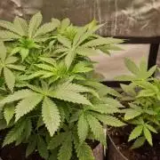 Shining Silver Haze aka SSH