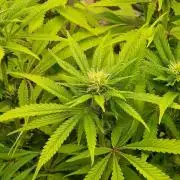 Shining Silver Haze aka SSH