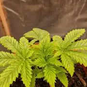Shining Silver Haze aka SSH